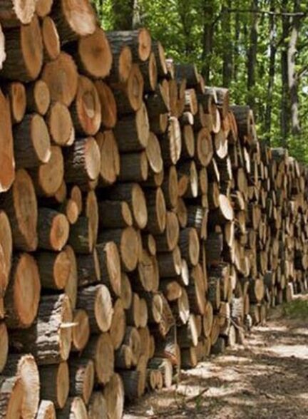 کشف باند قاچاق چوب در کردکوی