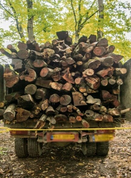 تعقیب و گریز باند قاچاق چوب توسط یگان حفاظت منابع طبیعی استان گلستان