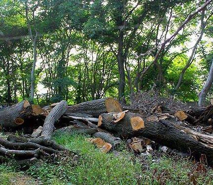 نظرسنجی مردمی درباره جنگل خواری